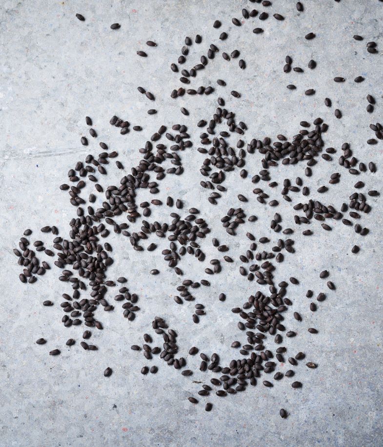 Basil Mildew Tolerant Ausallium