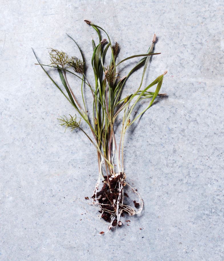 Bronze Fennel Ausallium