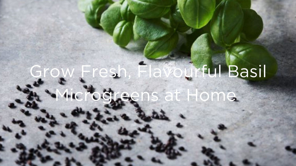 Grow Fresh, Flavourful Basil Microgreens at Home