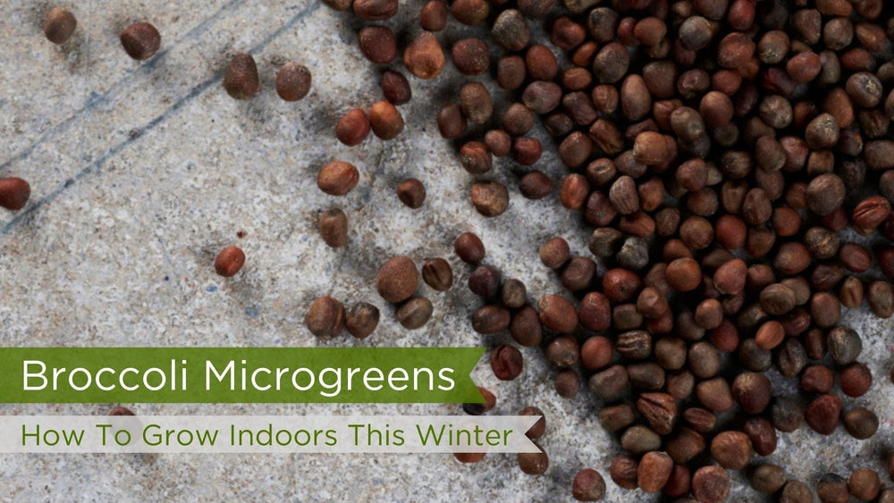 How to Grow Broccoli Microgreens Indoors This Winter