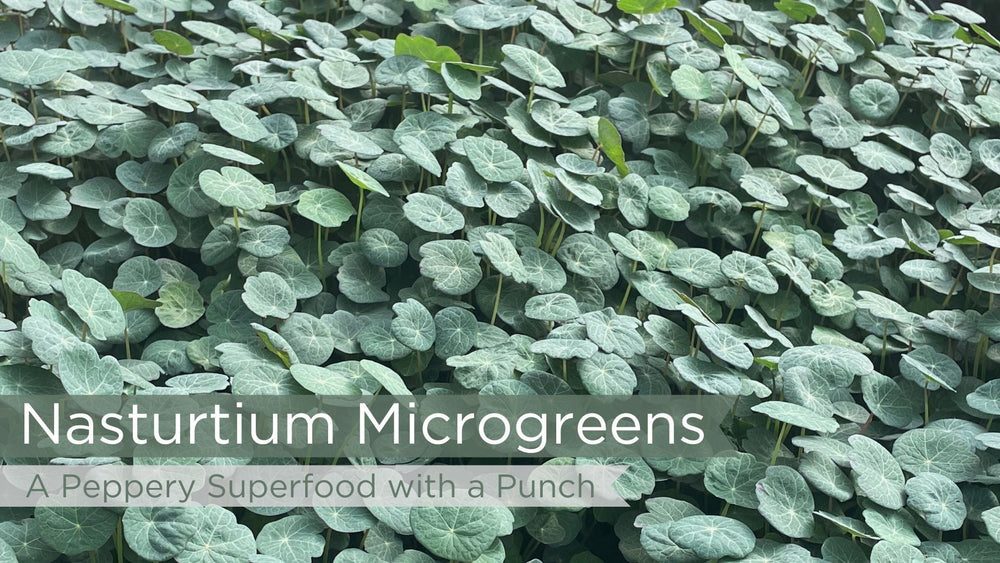 Nasturtium Microgreens: A Peppery Superfood with a Punch