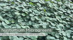 Nasturtium Microgreens: A Peppery Superfood with a Punch
