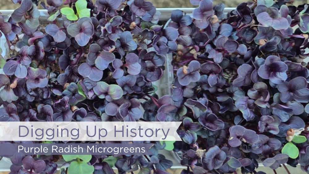 Digging up History : Purple Radish Microgreens