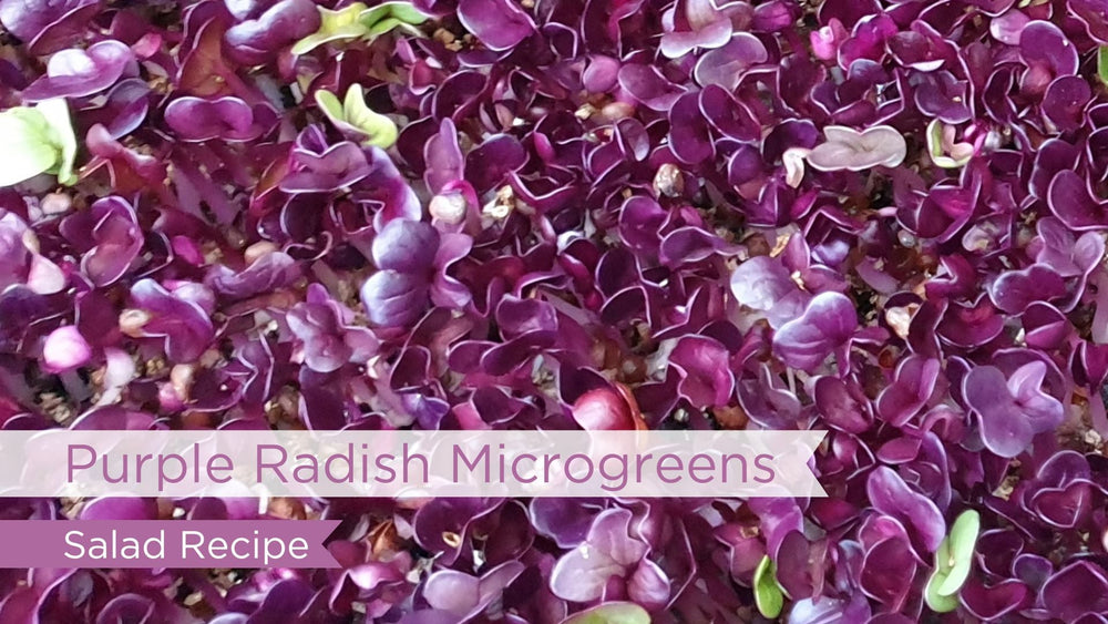 Purple Microgreen Salad