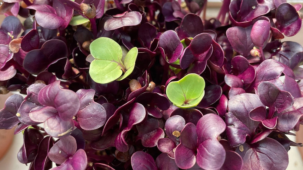 Pico de Gallo with Purple Radish Microgreens
