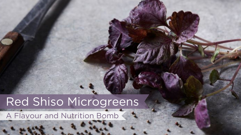 Red Shiso Microgreens: A Flavour & Nutrition Bomb