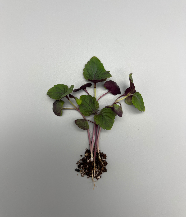 Bicolour Shiso