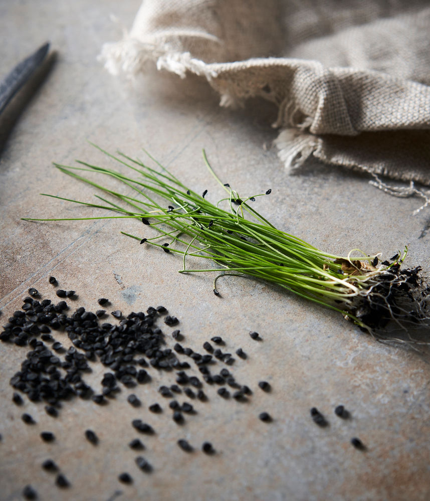 Featured Product - Garlic Chive
