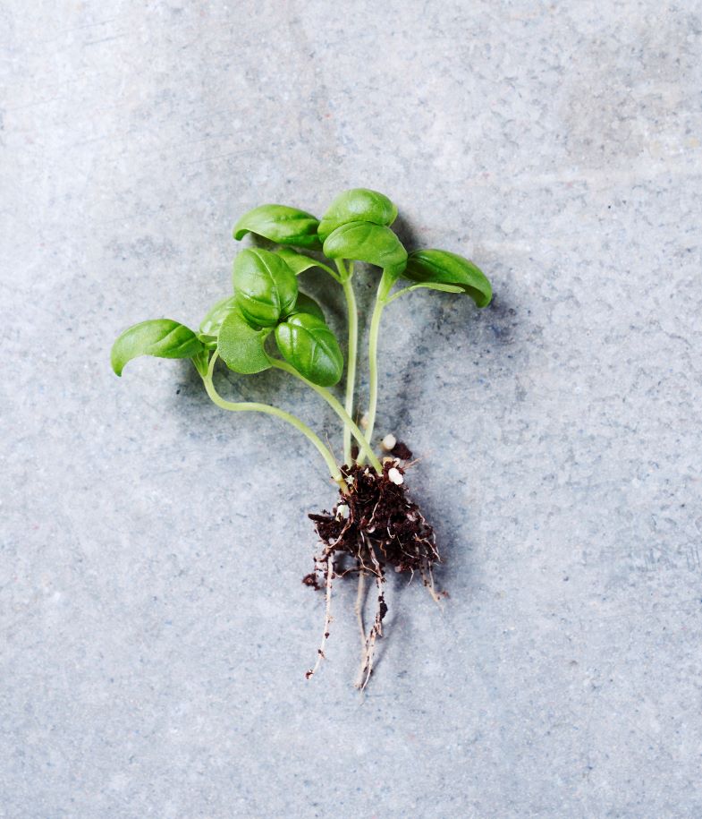 Basil - Mildew Tolerant