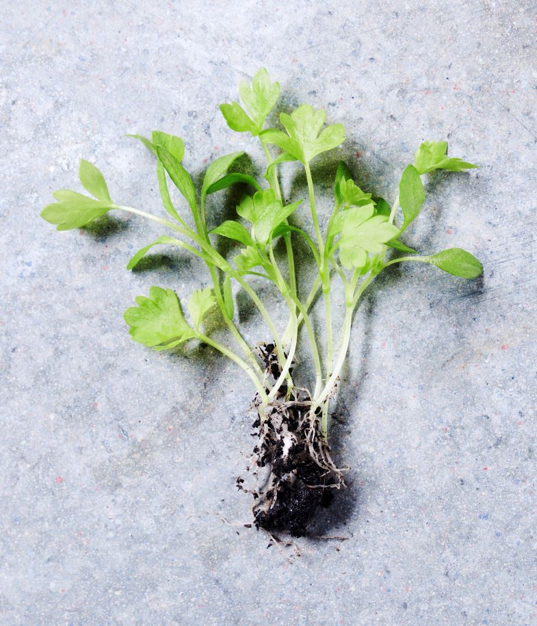 Celery