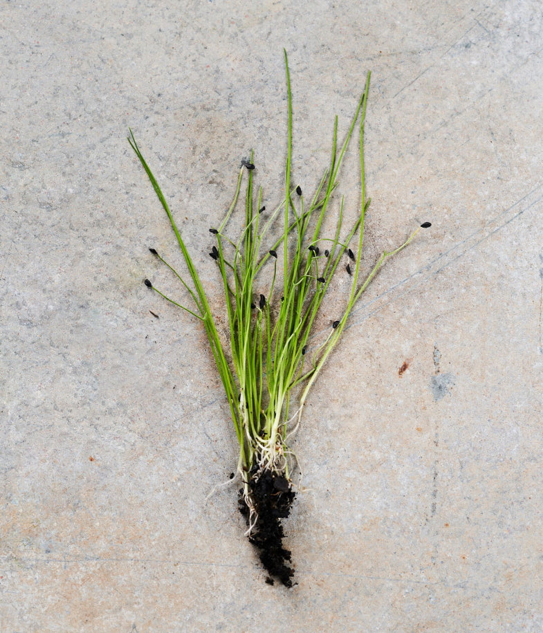 Chives