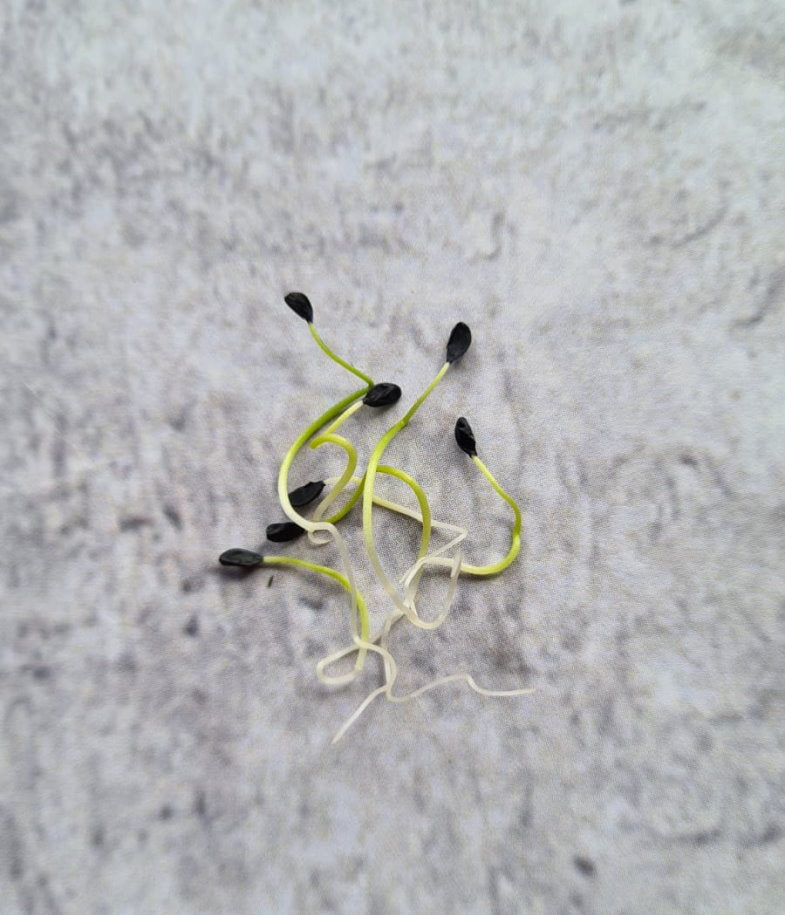 Buy Sprouting Chives - Subtle Onion Flavour | Ausallium