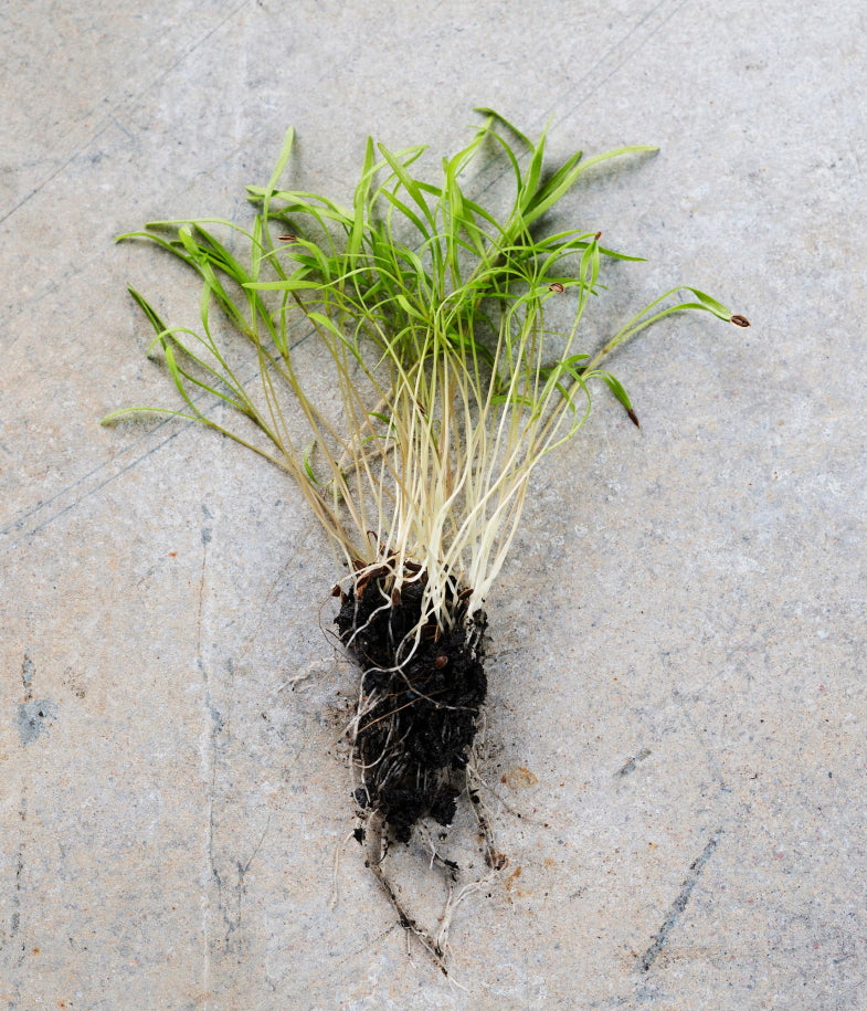 Dill