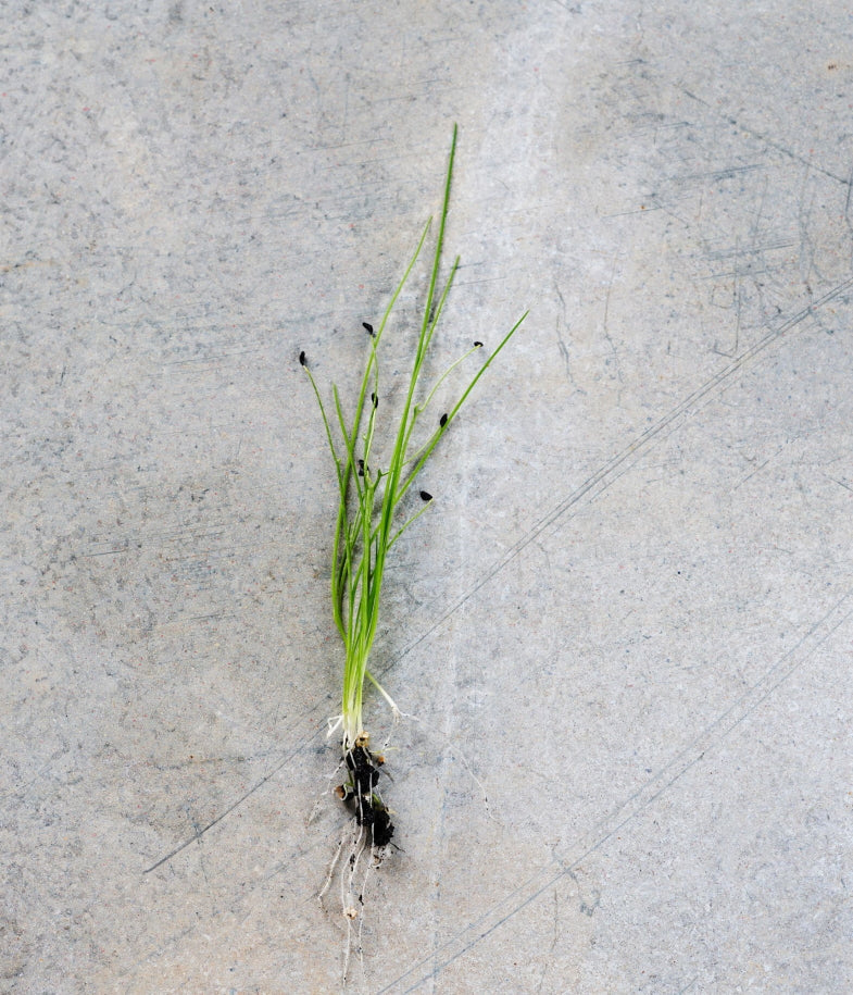 Garlic Chive