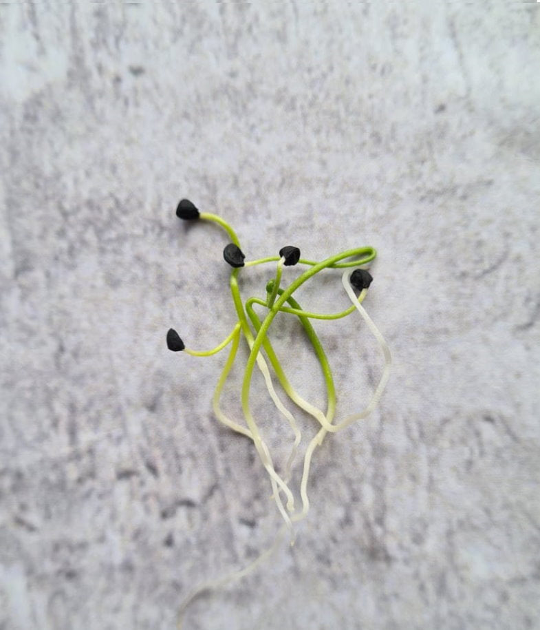 Buy Sprouting Garlic Chive - Highly Rich in Vitamins | Ausallium