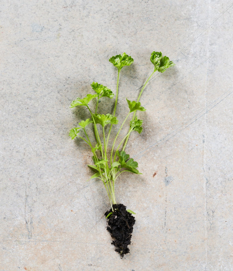 Parsley, Curly
