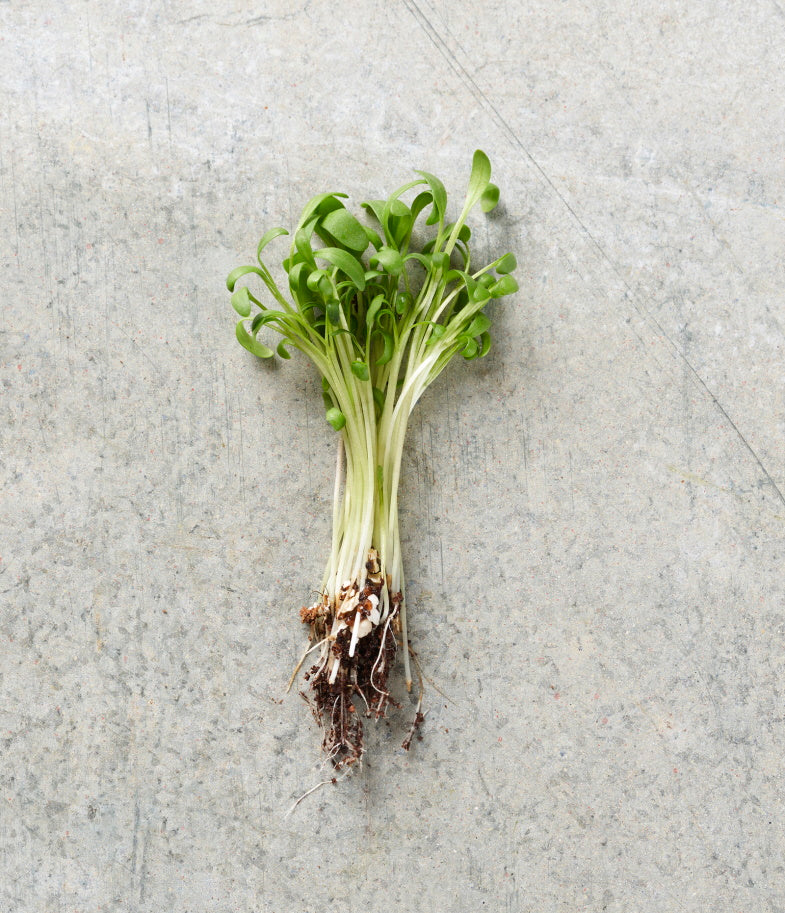 Peppercress
