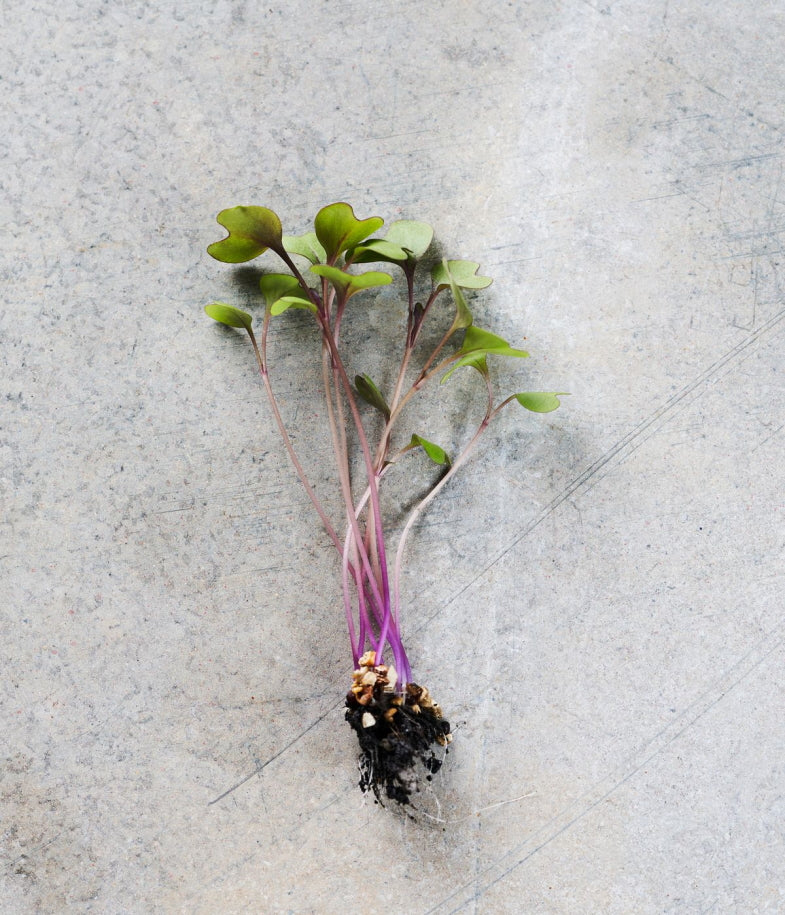 Red Cabbage