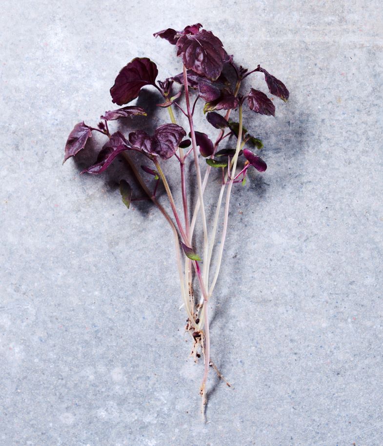 Red Shiso