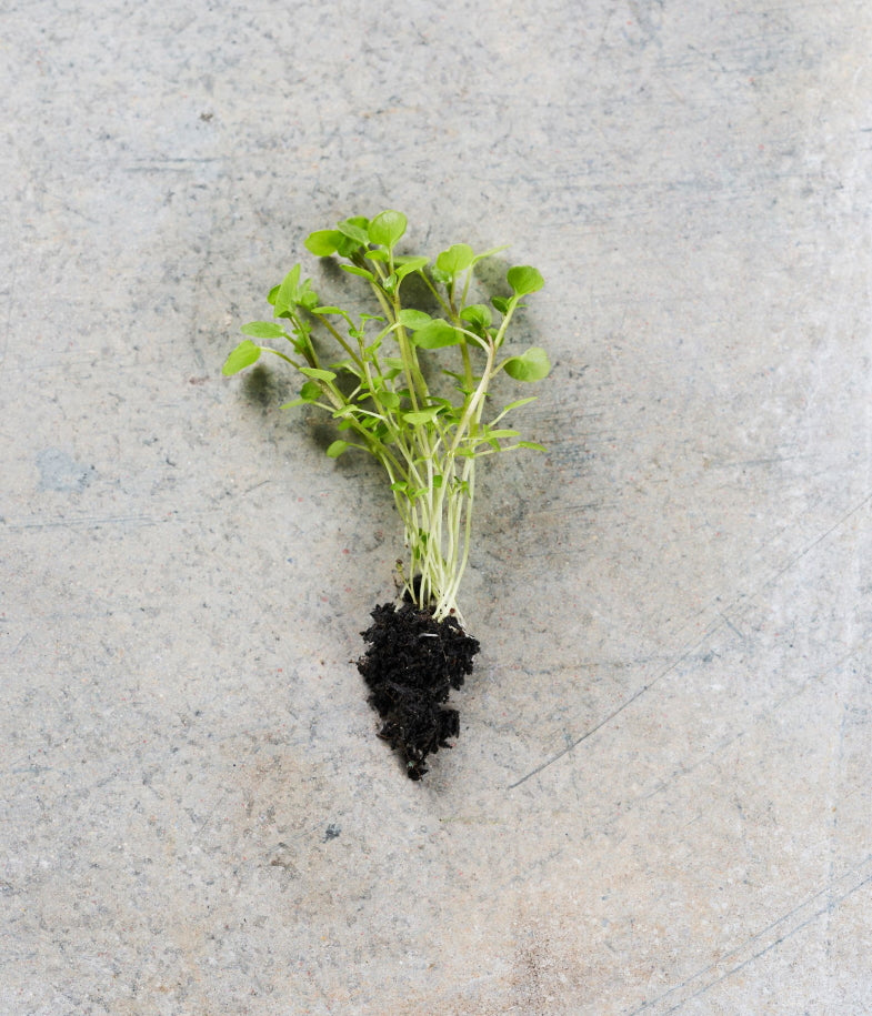 Watercress