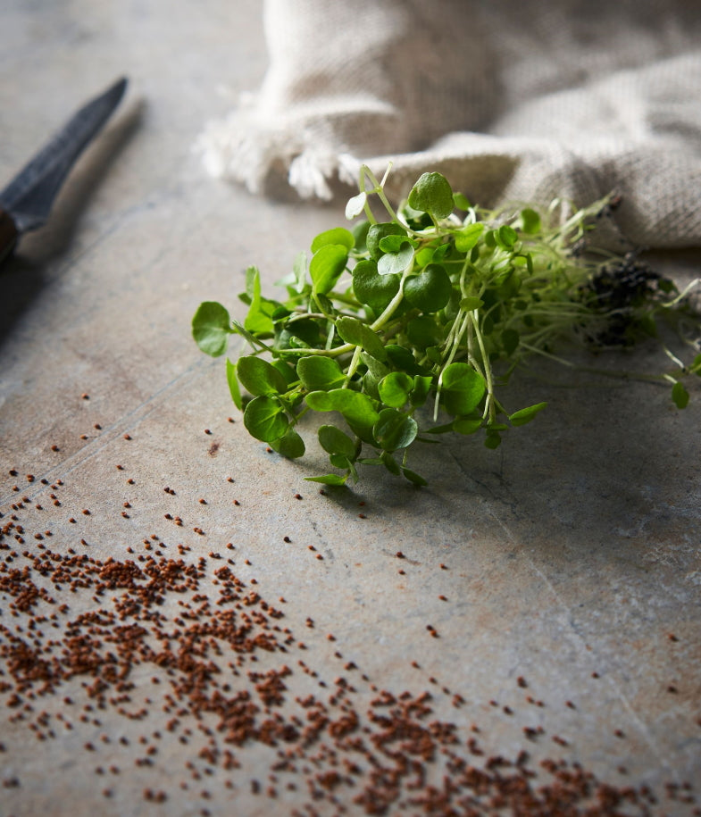 Buy Watercress Highly Rich in Vitamins Ausallium